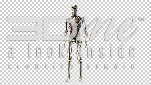 Male Body Anterior (wide shot) 4