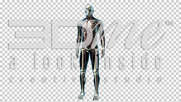 Male Body Anterior (wide shot) 2