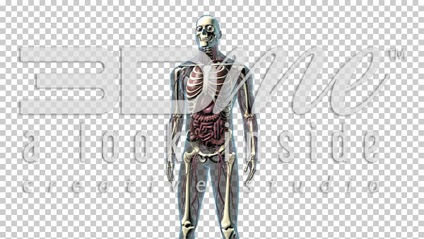 Male Body Anterior (mid shot) 3