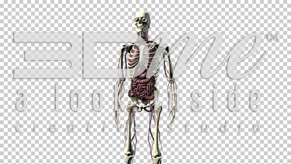 Male Body Anterior (mid shot) 4