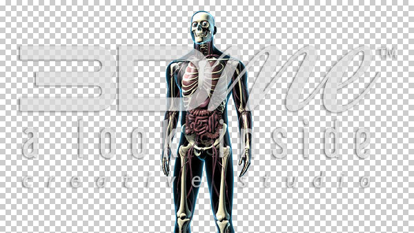 Male Body Anterior (mid shot) 2