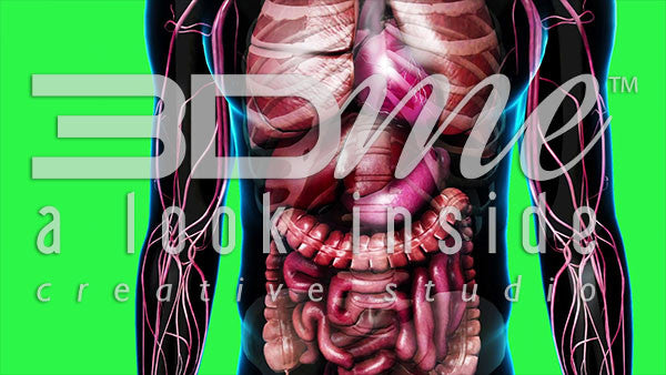 Male Abdominal (greenscreen)