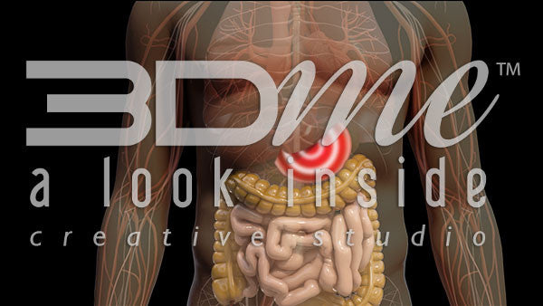 Male Pan Intestine System Male