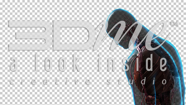 Male Posterior Bow 3