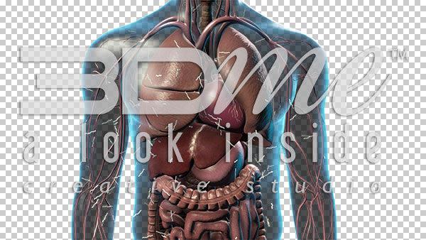 Male Upper Body (with fatty acids) 2