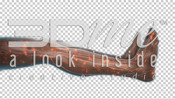 Nerve Activity Legs 9