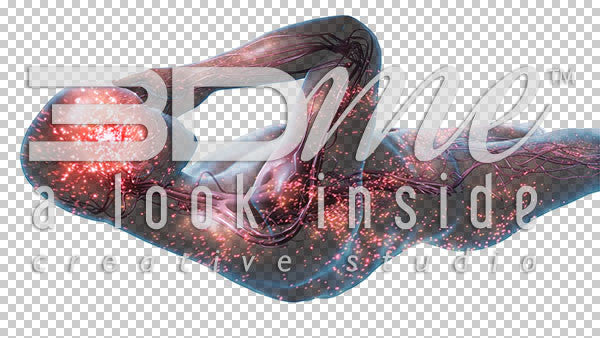 Nerve Activity supine 11