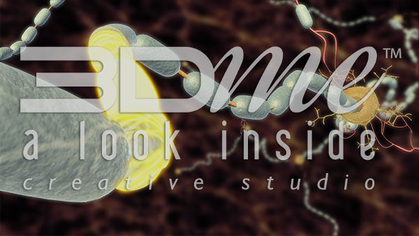 Nerve Transition 02 2