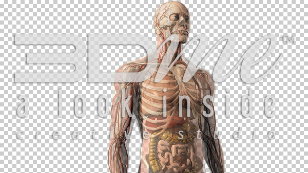 Nervous to Full Male 1