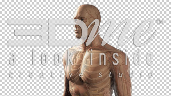 Nervous to Full Male 3