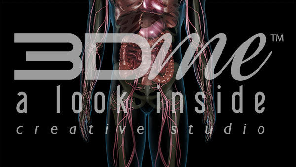 Circulatory System Lower Body