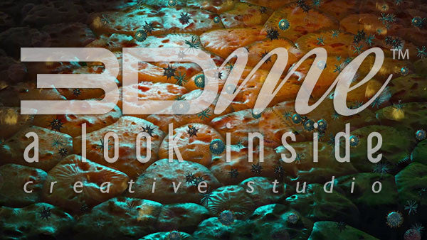 Pancreatic Beta Cells