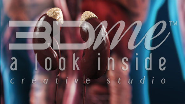 Stomach kidneys (DOF)