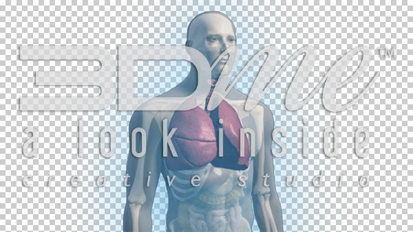 Male Complete Trans 1