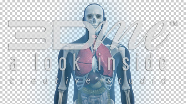 Male Complete Trans 2