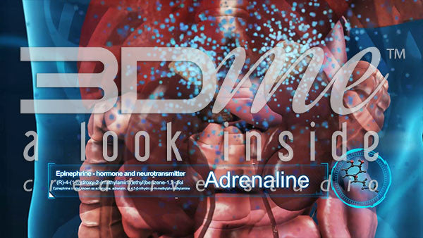 What happens when the body experiences stress?