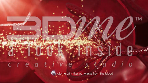 What is Diabetic Nephropathy?