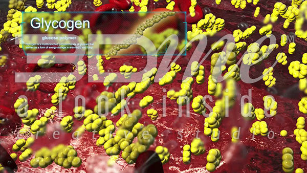 What is glycogenolysis?
