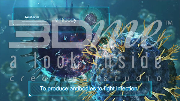 What is the role of Helper T Cells?