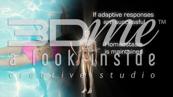 How does the body's adaptive responses affect homeostasis and disease?