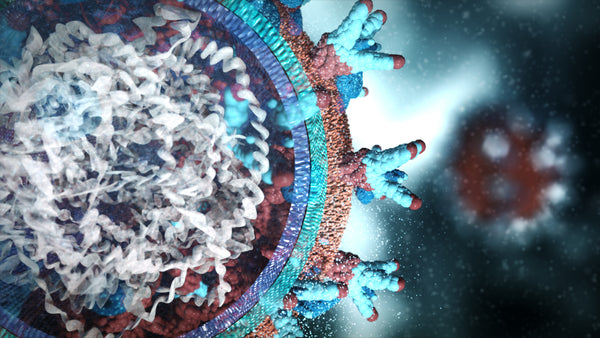 3D Image of Coronavirus surface Internal Structure
