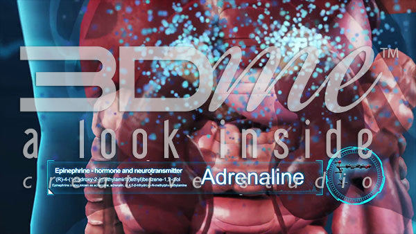 Kidneys and Adrenalin