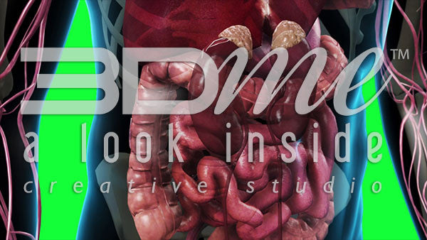 Kidneys and Adrenalin (greenscreen)