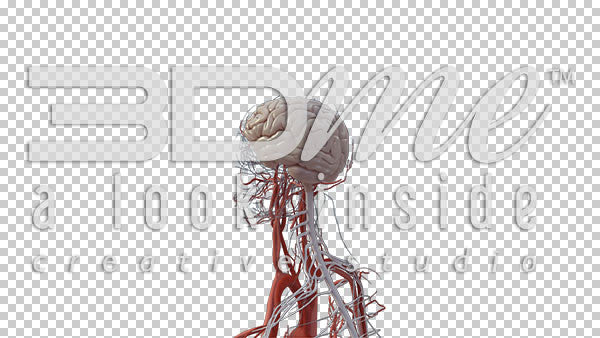 Central Nervous System Rotate 2