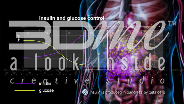 Graph: Insulin and Glucose Control