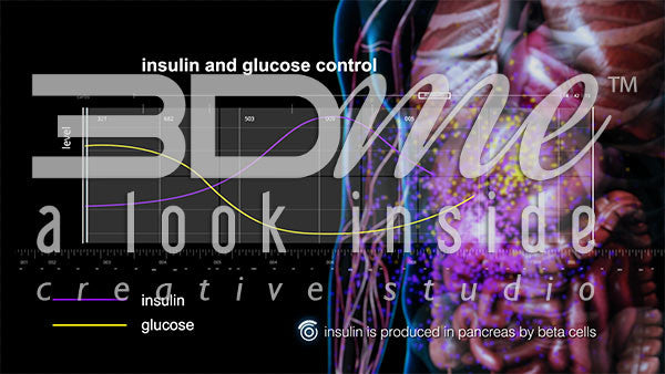 Graph: Insulin and Glucose Control