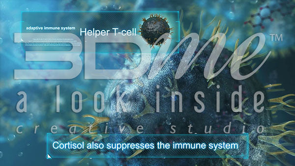 How does Cortisol limit the effectiveness of the immune system?