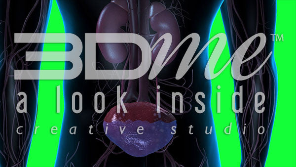 Kidneys and Bladder (greenscreen)
