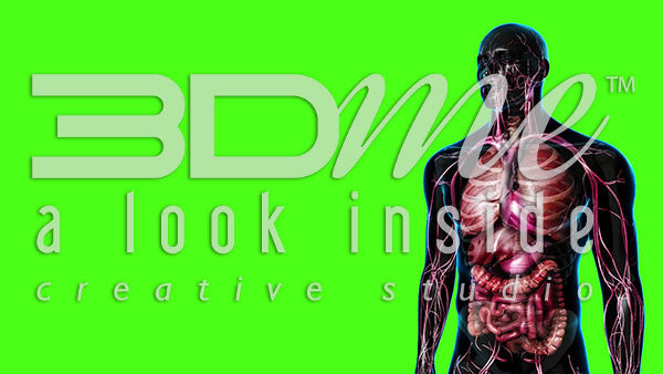 Male Upper Body Standing (greenscreen)