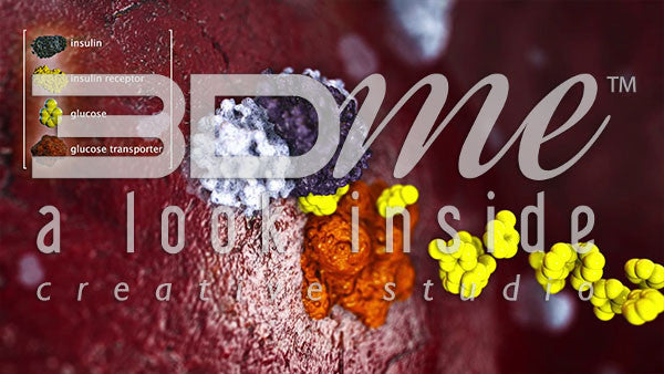 Insulin Receptors and Glucose