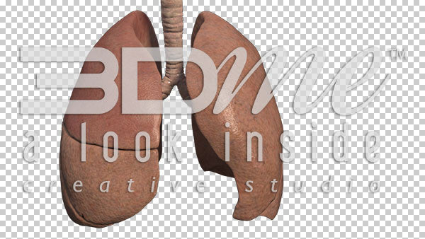 Lungs Pan 1