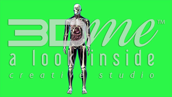 Human Male Whole Body (greenscreen)