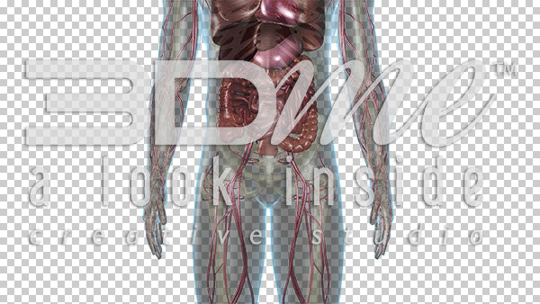 Circulatory System Lower Body 2